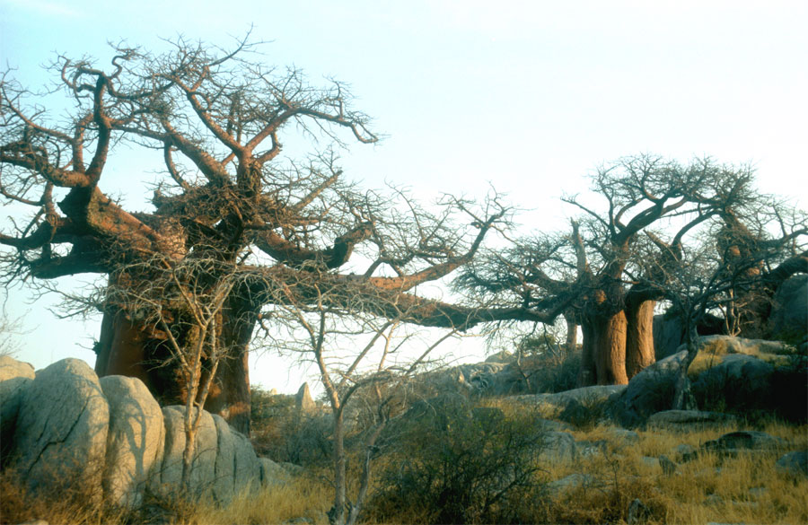 Baobabs
