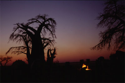 Baobab