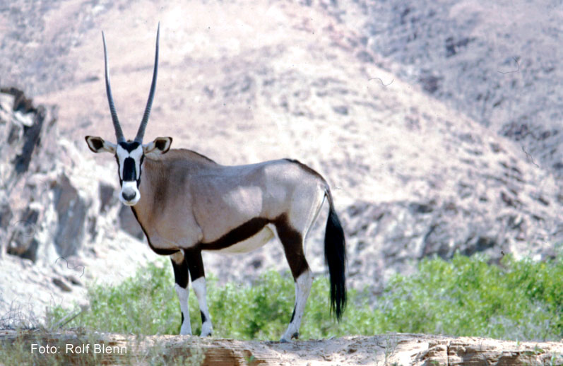 afrikansiche Kudu Antilope von den Bergen der Wüste