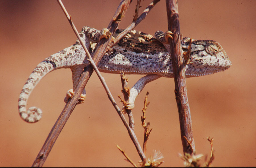 Chameleon