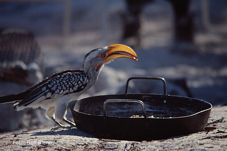 Tukan Vogel in Afrika
