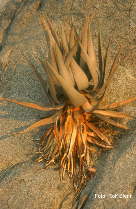 Kaktus auf einem Stein in der Kalahari, Afrika