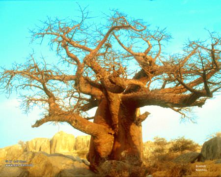 Baobab Namibia