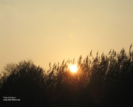 Sonnenuntergang Schilf
