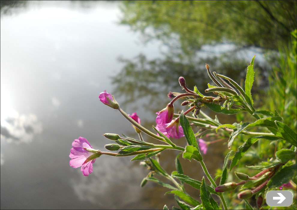 Lila Blumen vor Wasser