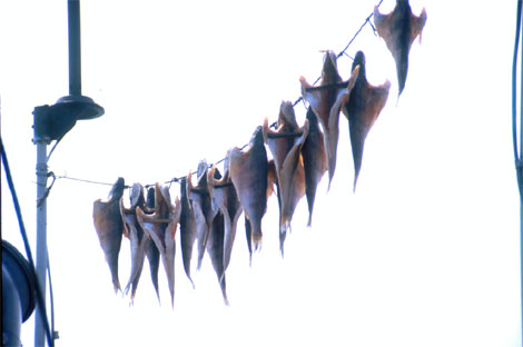 Baikal Trockenfische