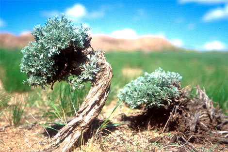 nat�rlicher bonsai