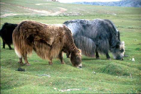 yaks grasend