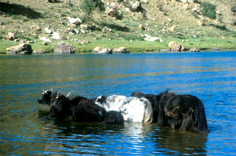 yaks duchqueren einen fluss