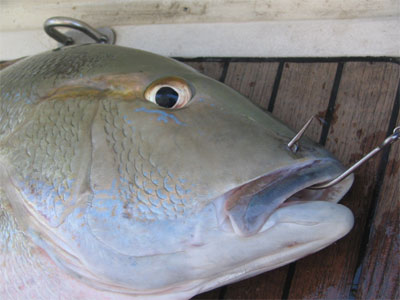 Fisch mit Hakren im Maul