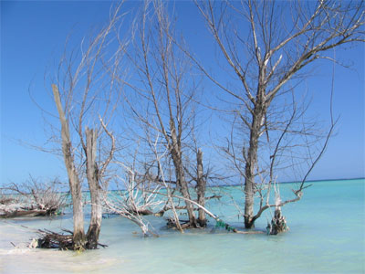 abgestorbene Bäme am Sandstrand