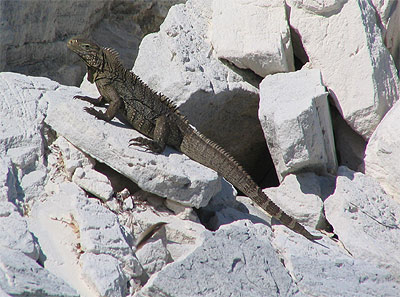Eidechse, Cayo Rosario, Kuba
