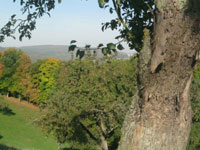 apfelbaum_kl