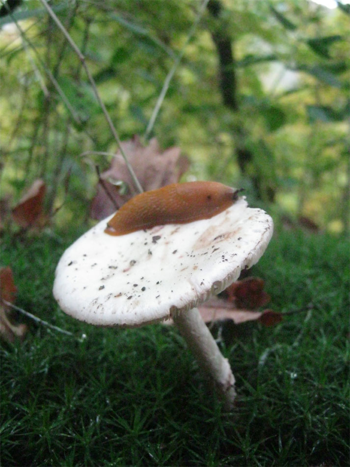 schnekenpilz
