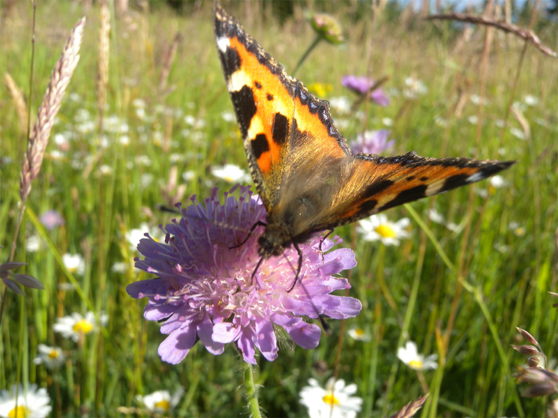Schmetterling